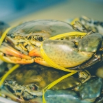 mud crabs